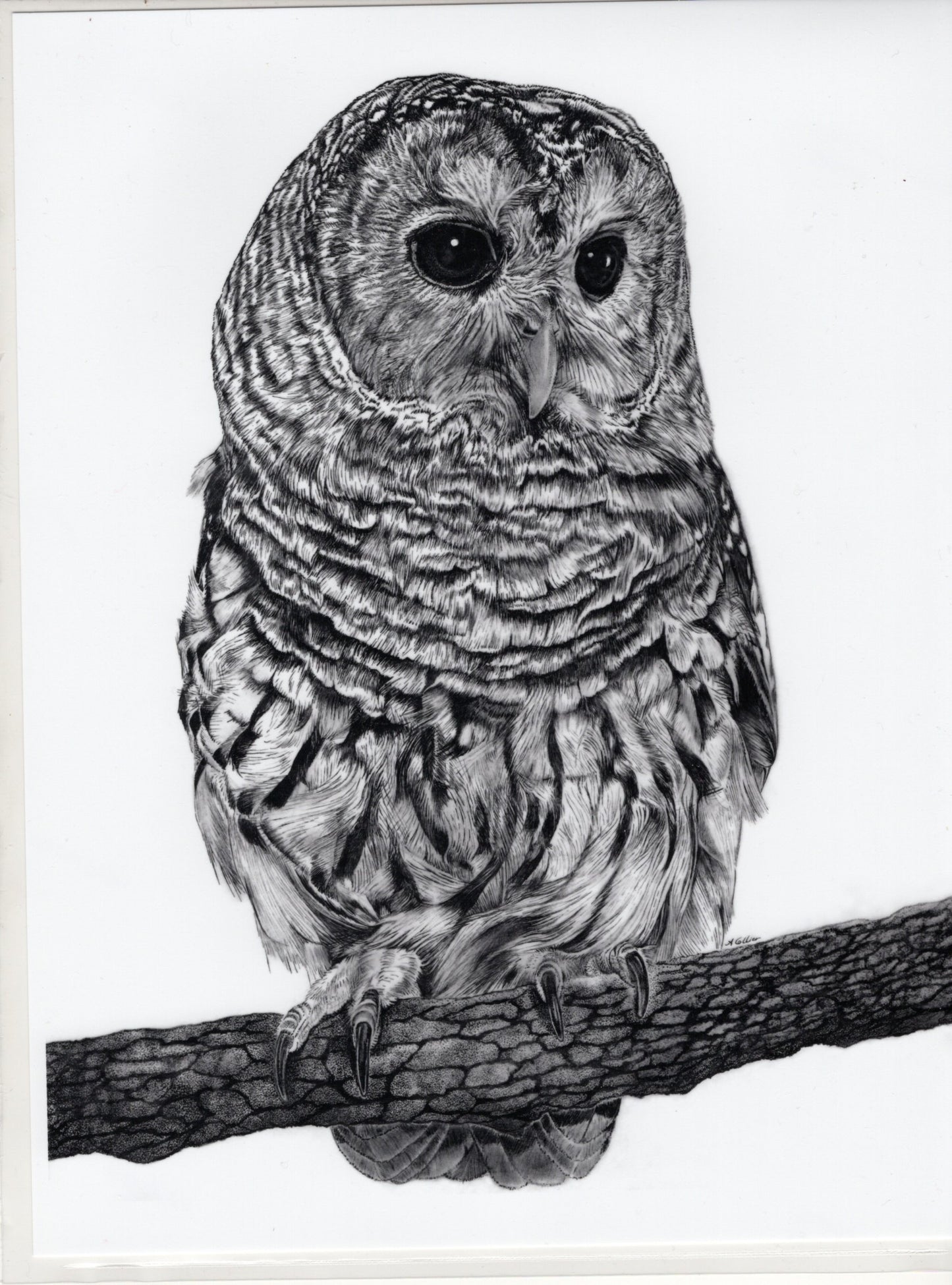 Barred Owl Artist Photo Print-Julie Collier : oversized 8x10