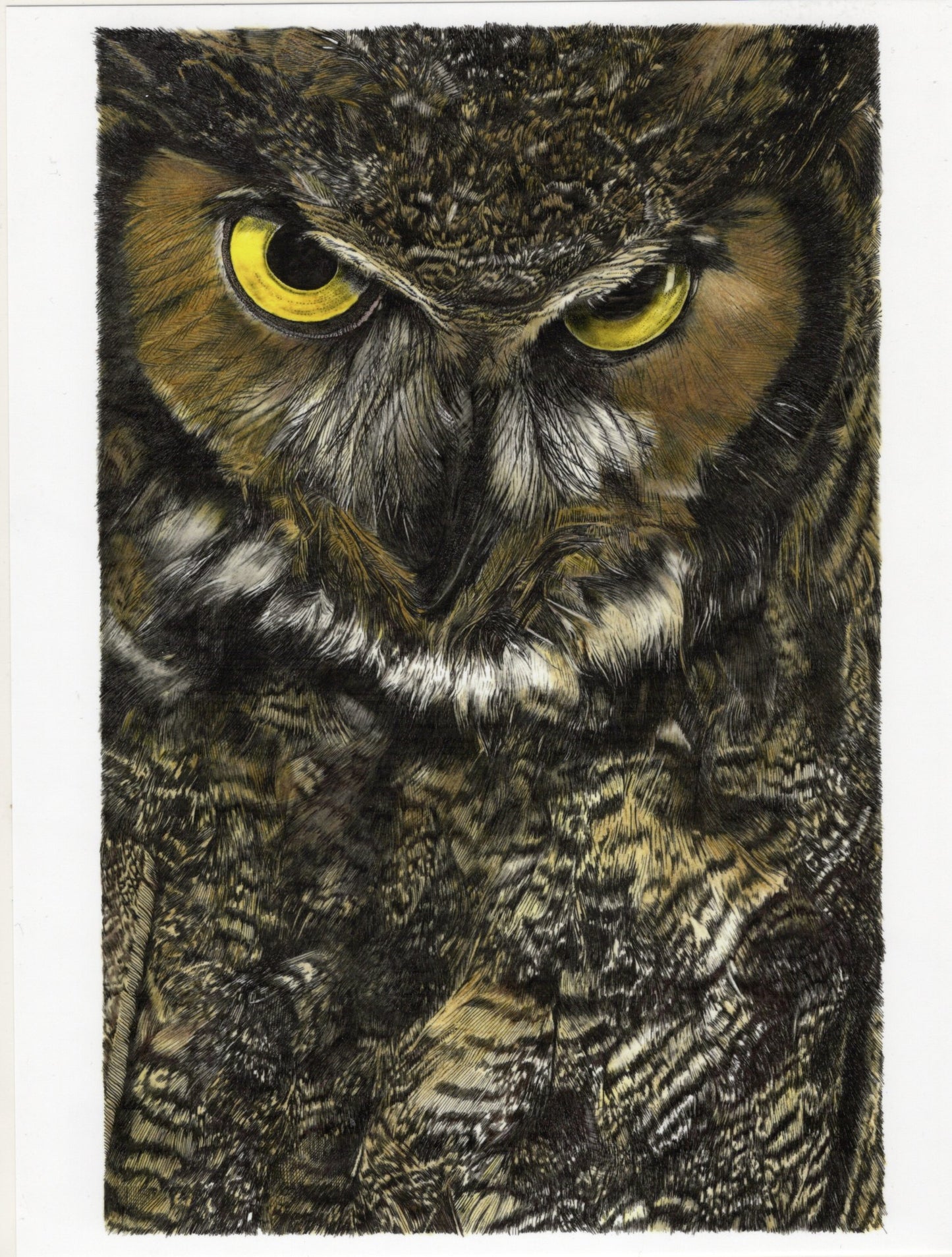 GREAT HORNED OWL Artist Print-JulieCollier : hand drawn p