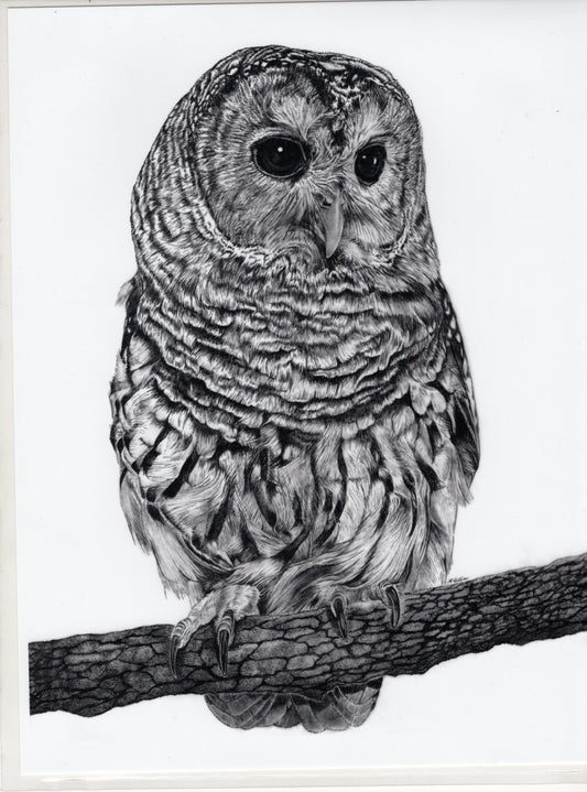 Barred Owl Artist Photo Print-Julie Collier : oversized 8x10
