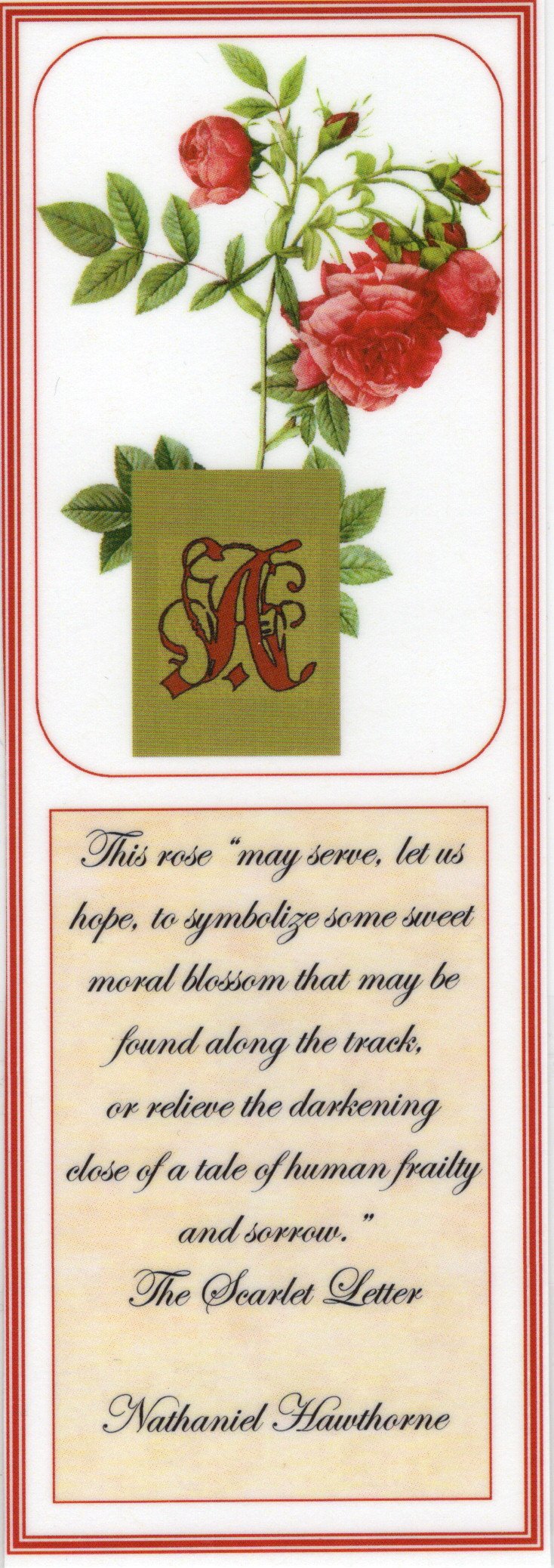Letter Edge Roses Scarlet Letter Rose