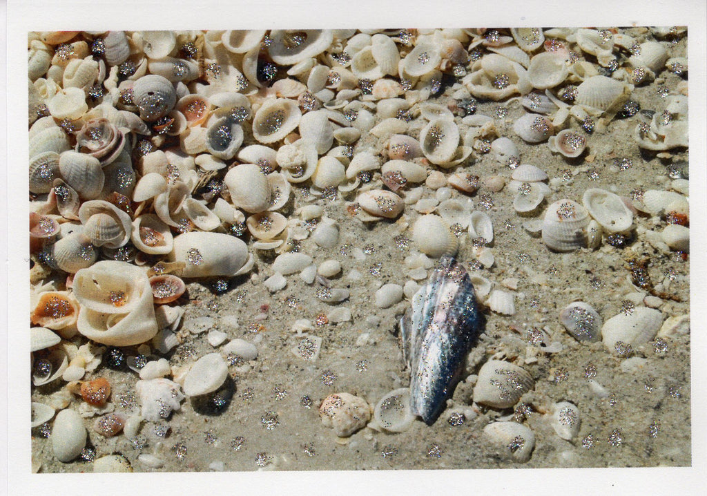 Abalone & Beach Shells Photo Card