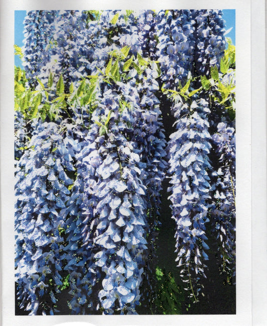 Wisteria Bunches Glitter Photo Card