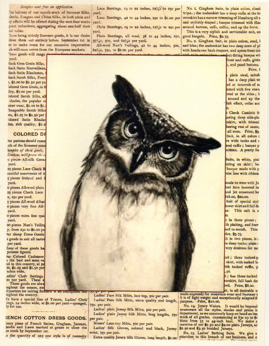 Questioning Owl Note Card